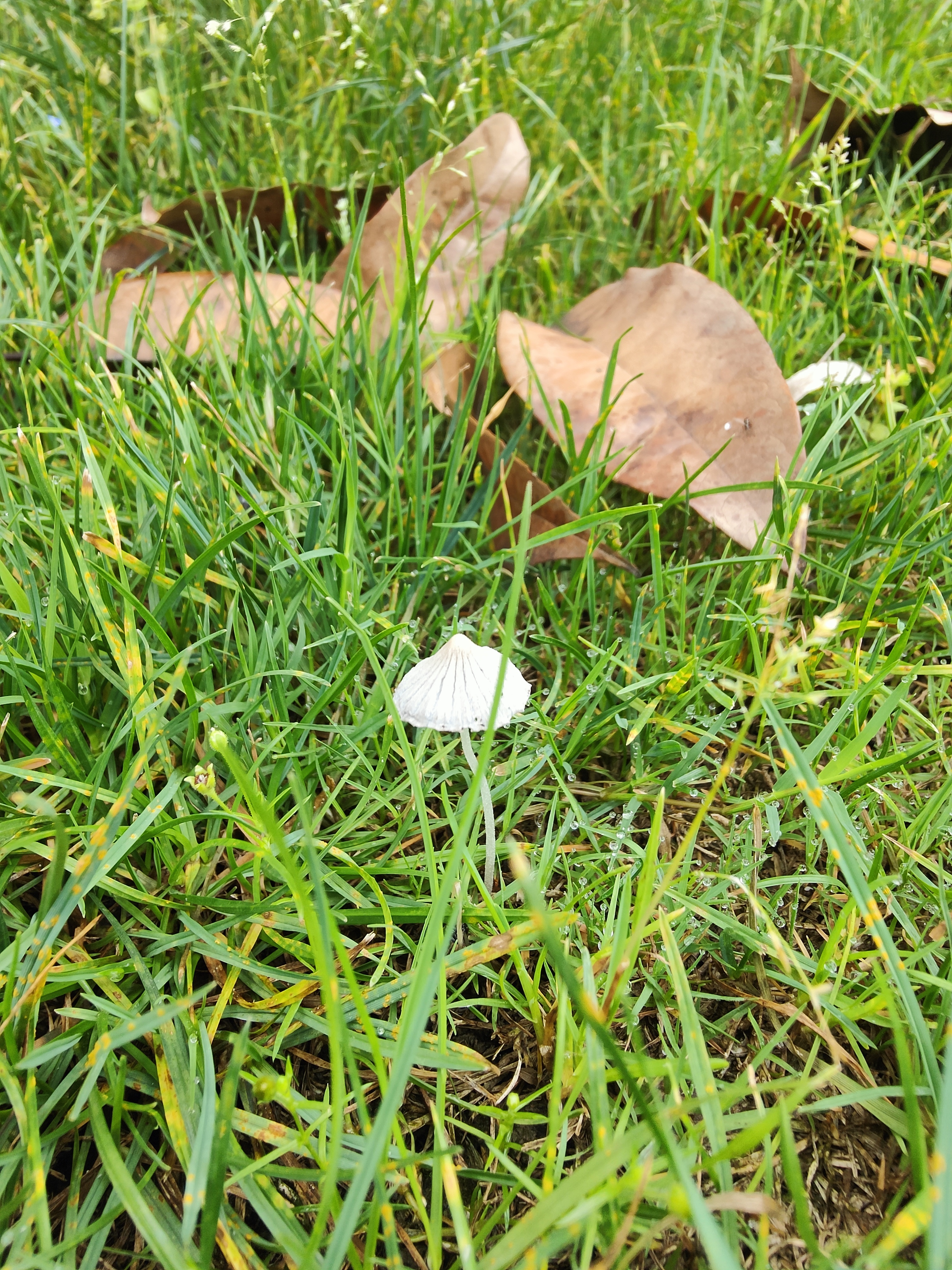 mushroomimage